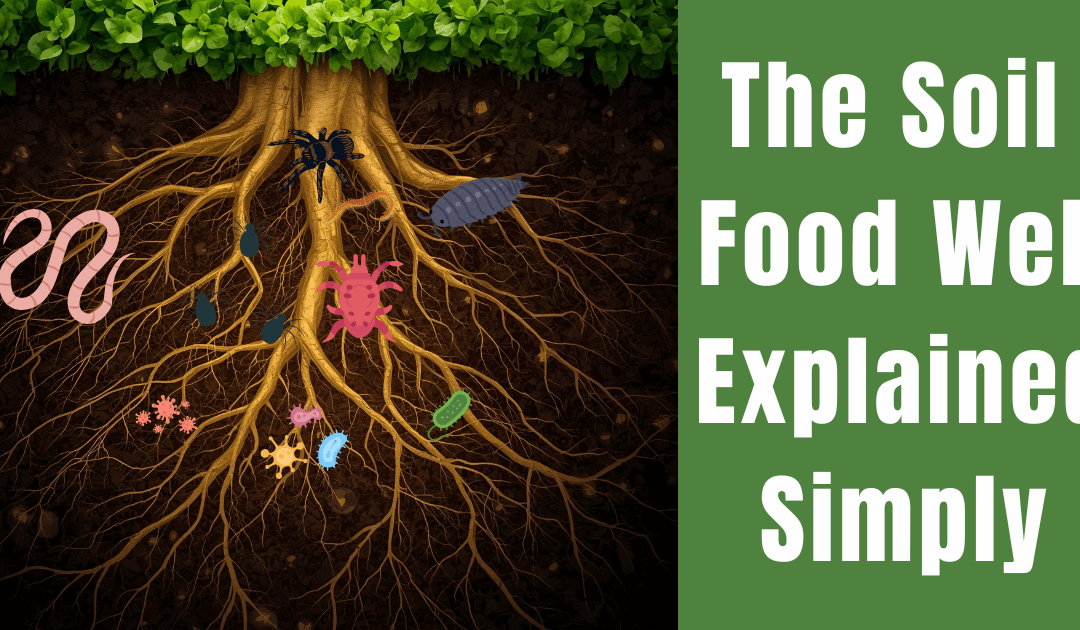 The Soil Food Web Explained Simply (and How It Ties to Regenerative Practices)