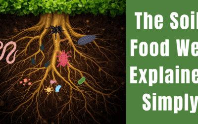 The Soil Food Web Explained Simply (and How It Ties to Regenerative Practices)