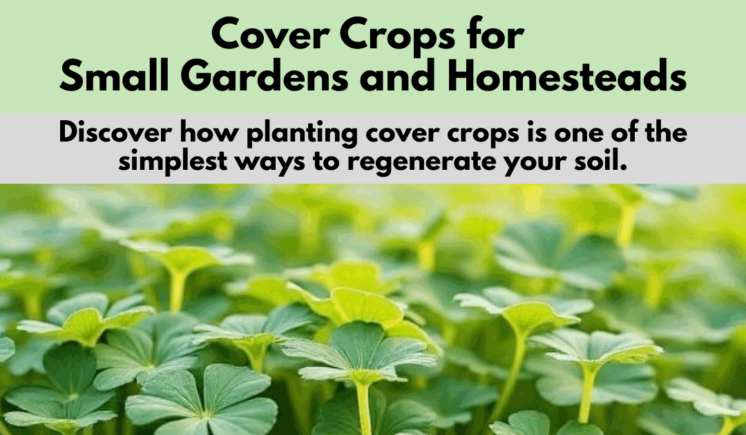 Cover Crops for Small Gardens and Homesteads