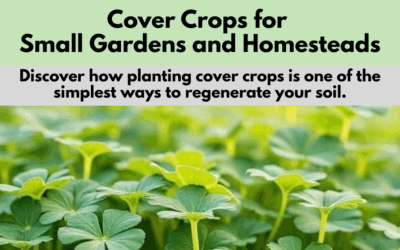 Cover Crops for Small Gardens and Homesteads