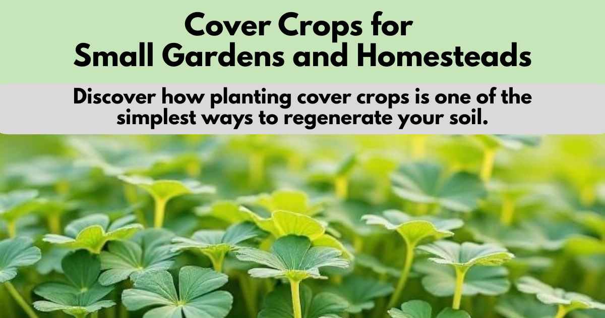 Close-up of green cover crops growing in a garden bed with text overlay “Cover Crops for Small Gardens and Homesteads – Discover how planting cover crops regenerates soil.”